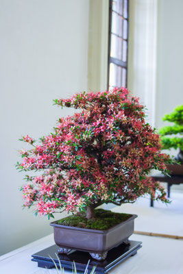 Azalea v. chojuho - Lorenzo Penello