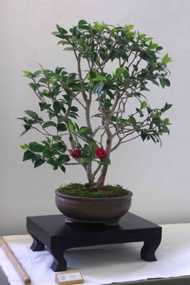 Camelia - Gianfranco Ercoli