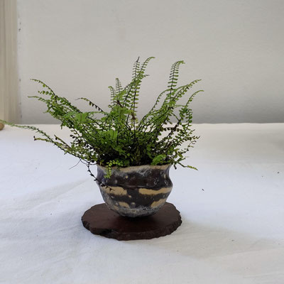 Asplenium Trichomanes (Erba rugginina)