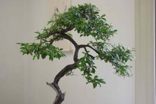 Cotoneaster - Giuseppe Ceratti