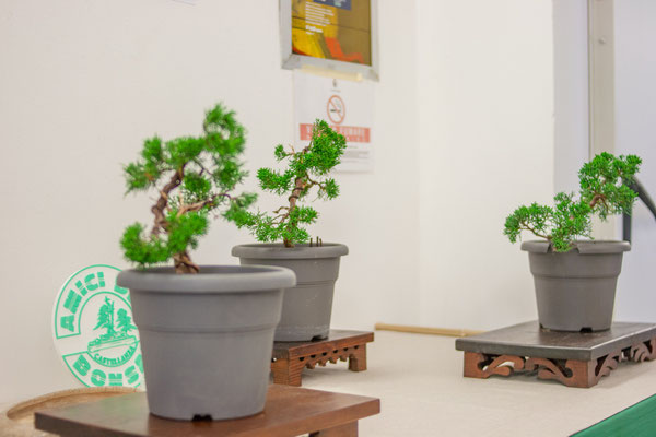 Ginepri chinensis - corso bonsai 2023