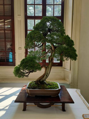 Ginepro chinensis - Franco Bergamini
