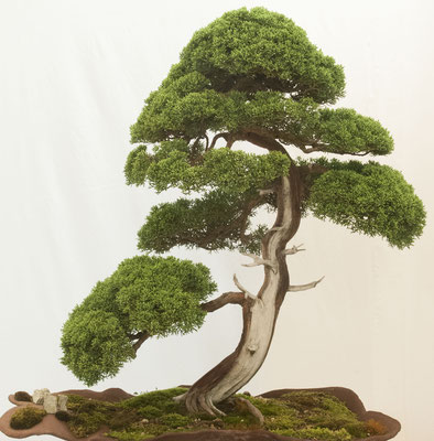 Juniperus chinensis di Franco Bergamini