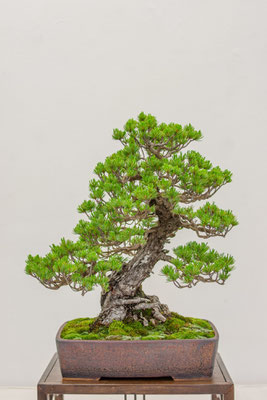 Pino parviflora 'pentaphilla' - Giovanni Cattaneo