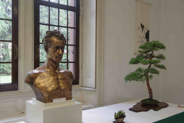 Pino silvestre wattereri - Adriano Nalon