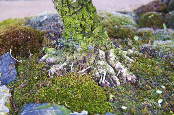 Boschetto di olmi di Giovanni Fabris - Bonsai Club Somma