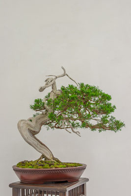 Ginepro chinensis v. 'itoigawa' - Giuseppe Ceratti