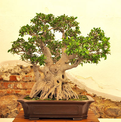 Ficus retusa di Beppe Giovanelli