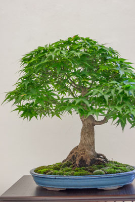 Acero palmato v. 'kiyohime' - Davide Carulli