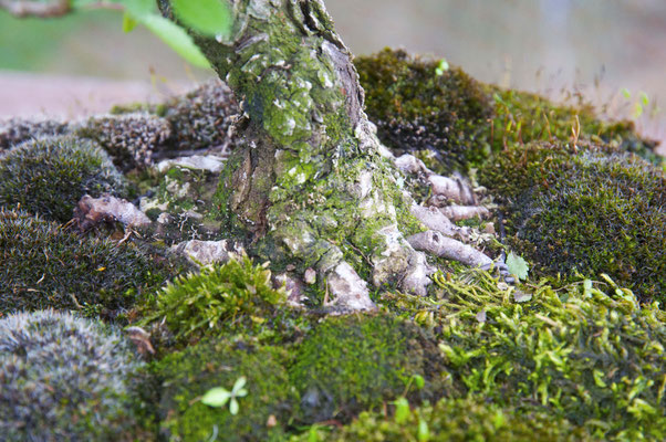 Boschetto di olmi di Giovanni Fabris - Bonsai Club Somma