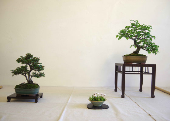 Cotoneaster + Olmo campestre - Andrea Oldrini