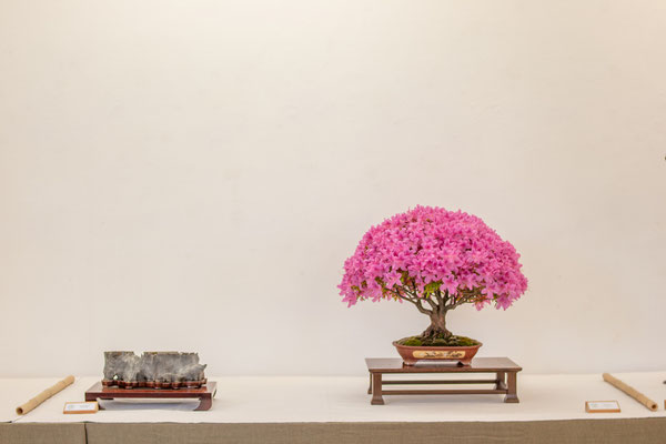Azalea - Franco Bergamini