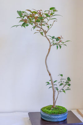 Camelia - Gianfranco Ercoli