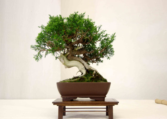 Ginepro chinensis - Mario Spiniello