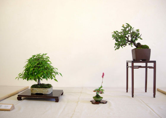 Zelkova serrata - Mario Spiniello + Leccio - Andrea Oldrini
