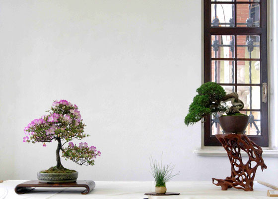 Azalea + ginepro chinensis - Giovanni Bonsignori