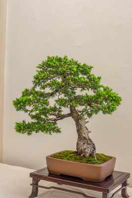 Picea abies 'Maxwellii' - Adriano Nalon