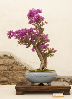 Buogainvillea di Beppe Giovanelli