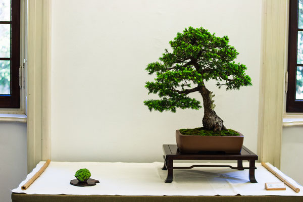 Picea abies 'Maxwellii' - Adriano Nalon