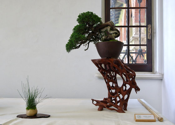 Ginepro chinensis - Giovanni Bonsignori