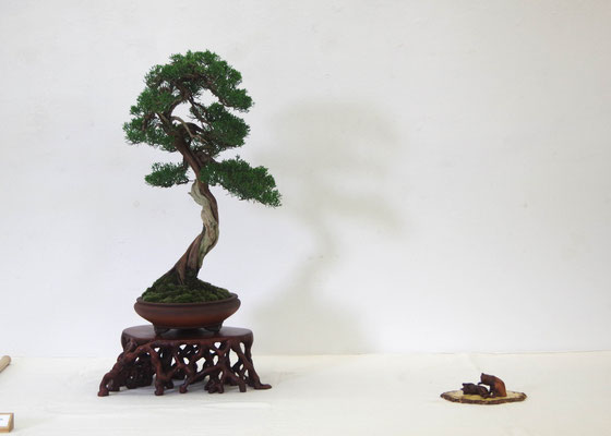 Ginepro chinensis - Dino Crema