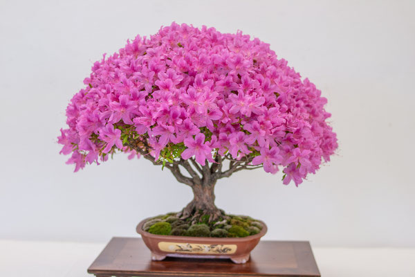 Azalea - Franco Bergamini