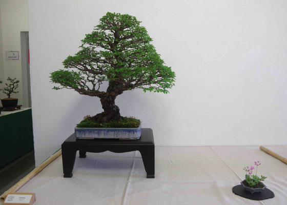 Zelkova nire - Gianfranco Ercoli