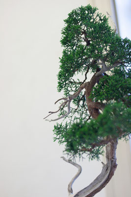 Ginepro chinensis - Cesare Cogliati