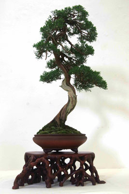 Ginepro chinensis - Dino Crema