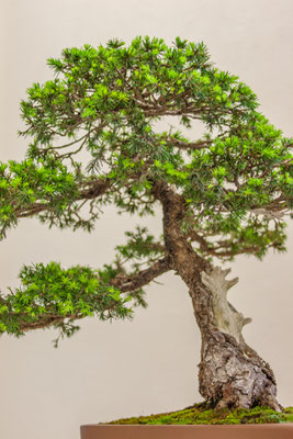 Picea abies 'Maxwellii' - Adriano Nalon