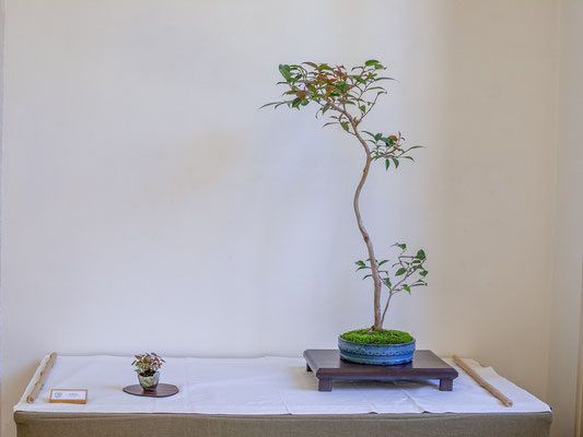 Camelia - Gianfranco Ercoli