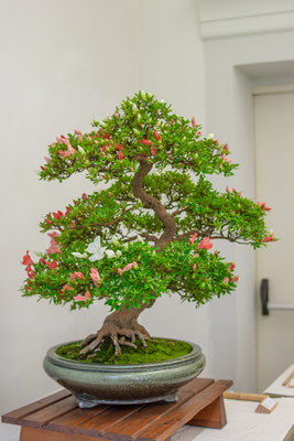 Azalea - Giuseppe Giovanelli