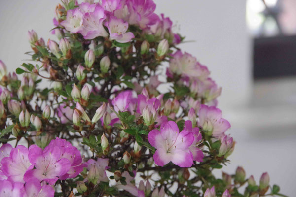 Azalea - Giovanni Bonsignori