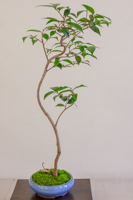 Camelia - Gianfranco Ercoli