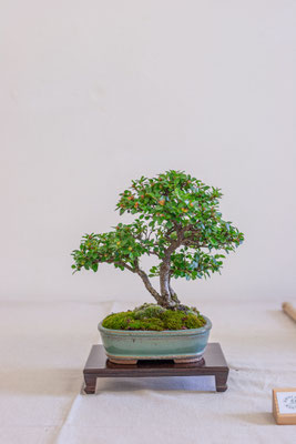Cotoneaster orizontalis - Andrea Oldrini