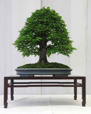Zelkova serrata - Giuseppe Giovanelli