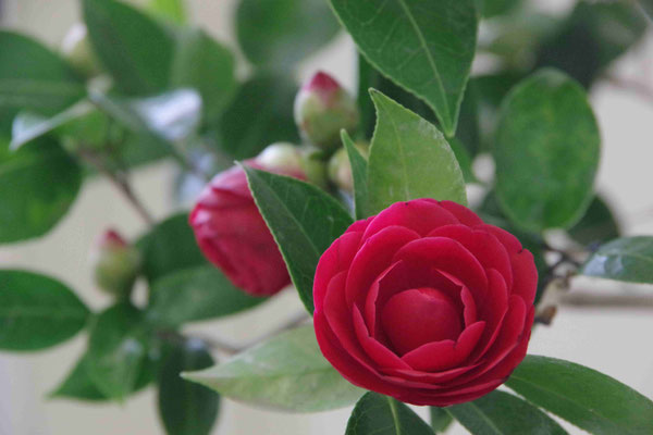 Camelia - Gianfranco Ercoli