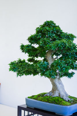 Acero palmato v. shishigashira - Giovanni Bonsignori