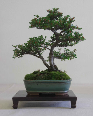 Cotoneaster - Andrea Oldrini