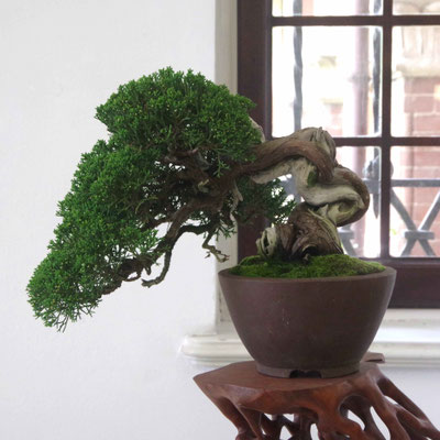 Ginepro chinensis - Giovanni Bonsignori
