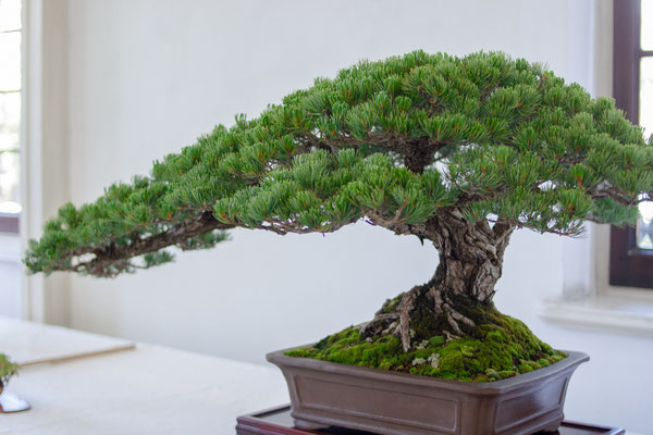 Pino parviflora 'pentaphilla' - Giuseppe Giovanelli