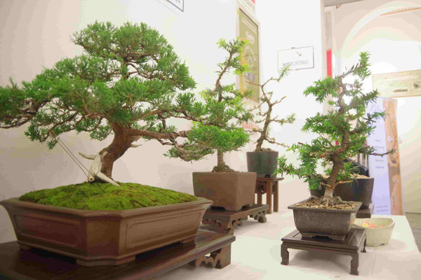 Ginepro chinensis - Andrea Biasutti; tassi corso principianti 2024