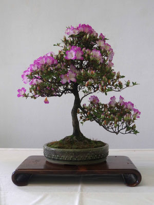 Azalea - Giovanni Bonsignori