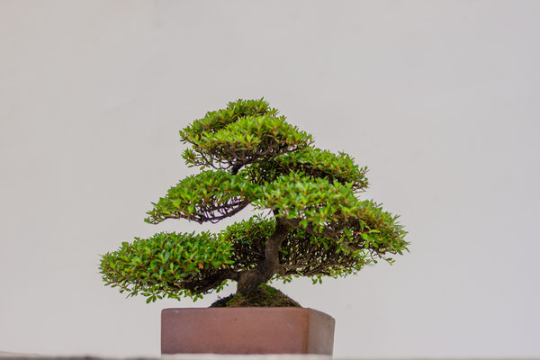 Azalea v. 'saotome' - Giovanni Bonsignori