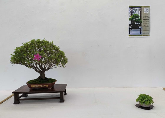 Azalea - Franco Bergamini