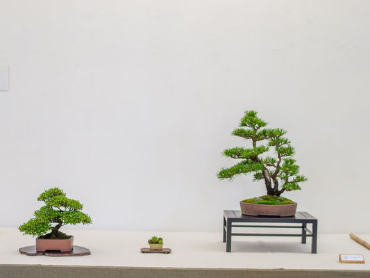 Azalea v. 'saotome' + Pinus thumbergii v. 'senjumaru' - Giovanni Bonsignori