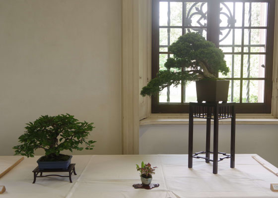 Ginepro chinensis + Carpino turczaninovii - Adriano Nalon