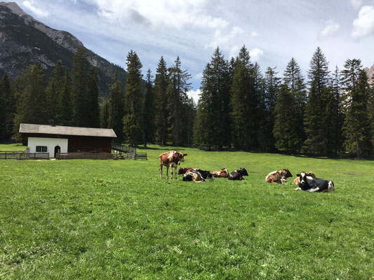 Hier auf der Alm geht's uns gut ;-)