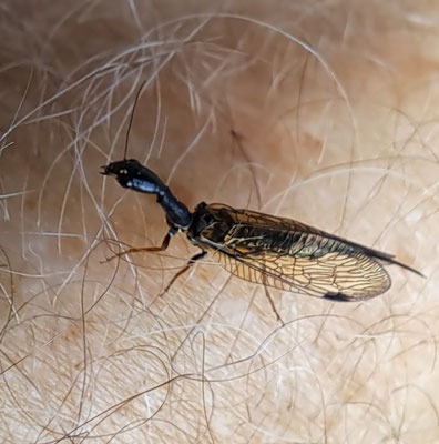 Markante Kamelhalsfliege, Phaeostigma notata                 