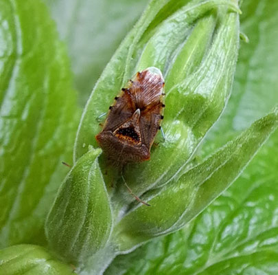 Fleckige Brutwanze, Elasmucha grisea  